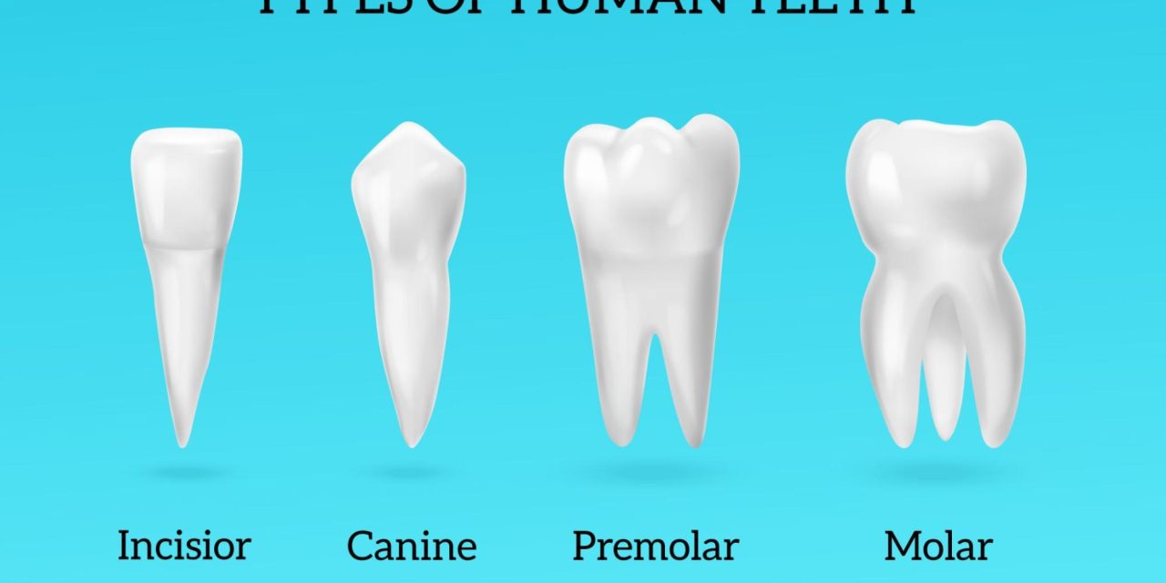 What Is A Molar Tooth?